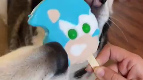 HUSKY MEETS ICE CREAM TRUCK!