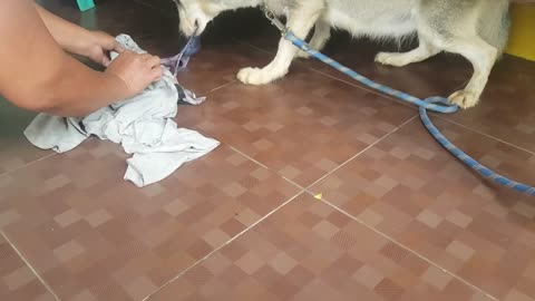First Time Siberian Husky Giving Birth