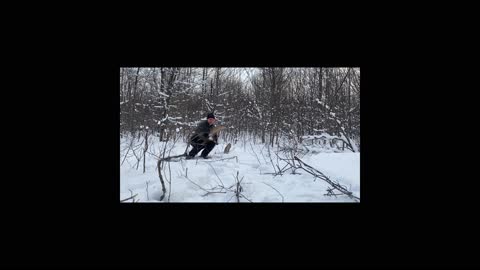 Canadian Bull Moose Sheds Both Antlers