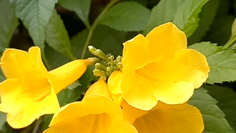 Blooming yelloe flower in the garden, spring coming soon