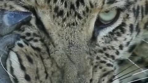 Inspirational positive energy animal world leopard