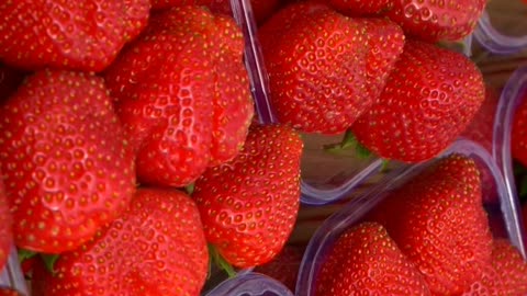 Greenhouse Strawberry Harvest