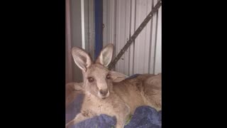 sonny the orphaned joey