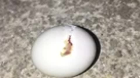 The bird comes out of the egg😍😍