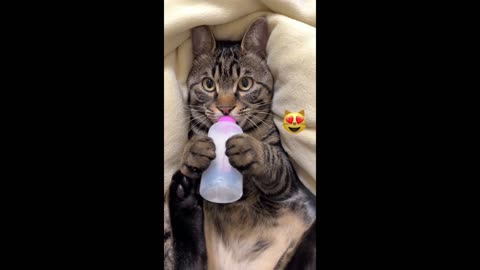 Cat drinking milk funny movement 🐾🥛😹