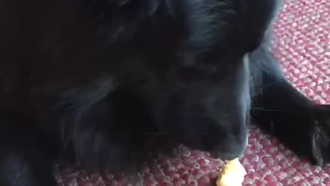 Black German Shepherd enjoying some frozen yogurt