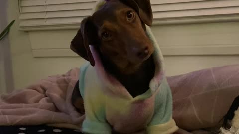 Oz the Mini Dachshund and his Magic Pom Pom