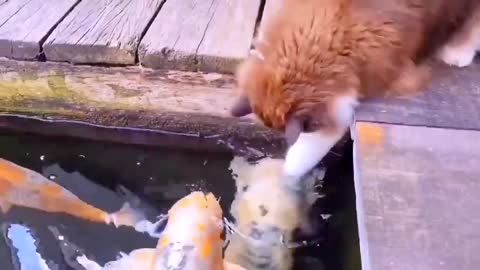 The cat and the fish
