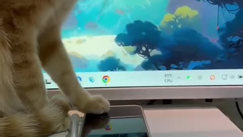 Funny animals 2024😆- Funniest Cats and Dogs Video 🐈🐈‍⬛🐕305 #shorts