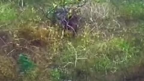 Elephant chasing Tiger