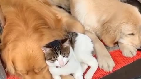 Dogs relationship with cats- don't touch my cat