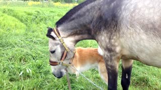 Caballo y perro se reencuentran después de 7 meses separados