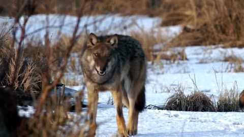 Wolf _ Animals _ Carnivore _ Wild _ Hunt _ No Copyright Video _ Stock footage