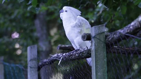Cute White Parrot