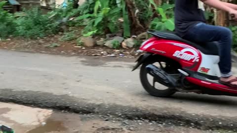 Smart Cat Rides with Man on Scooter