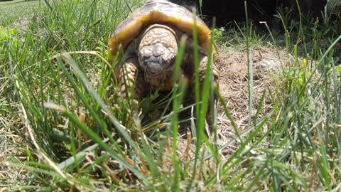 Tordy The Tortoise - Snack Before Bed