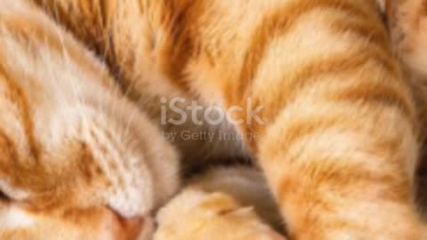 Ginger Cat: The Furry Feline