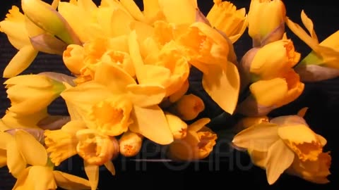Timelapse Flower Narcissus - HD Stock Footage - Pflanzenwachstum im Zeitraffer Pflanze Narzissen