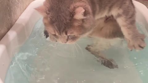 Kitten Bathing (1)