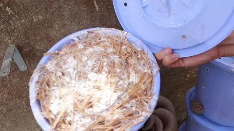 How to Grow Mushrooms at Home in Buckets with Holes