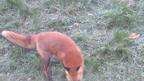 Fox carefully burying treats around my yard
