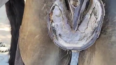 #horse #farrier #oddlysatisfying #satisfyingvideo #satisfying #equestrian #farrierlife #animal