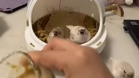 PERSON HAND-FEEDING BIRDS WITH GENTLE CARE