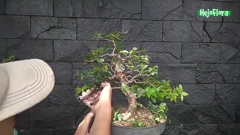How to Wire Bonsai Tree