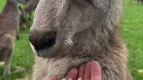 Aawn☺️ Man hand feeding a kangaroo