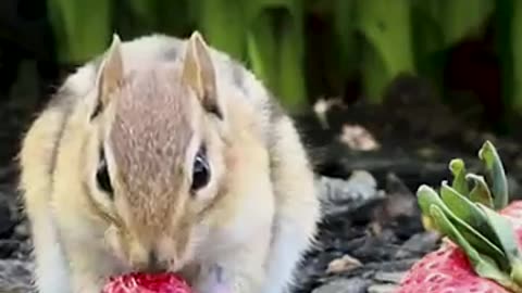 Dog and Cat Flicks: Cute lil Chipmunk eating a strawberry