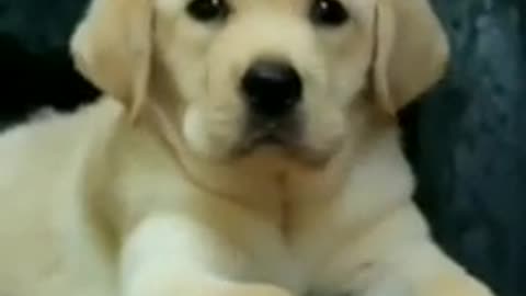 Cutest Labrador baby😍 with innocent face look