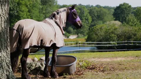 Horse wearing saddle blanket in tranquil farm with pond during summer
