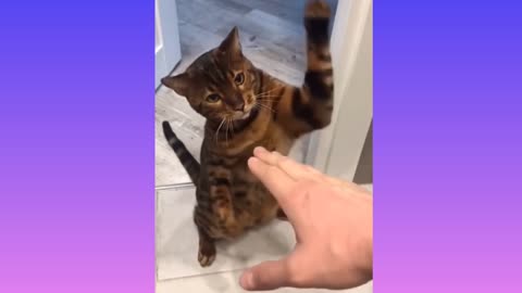 The cat gives the owner