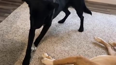 Sneaky dog steals treat from another sleeping dog #shorts #viral #shortsvideo #video