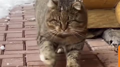 Fattay Cute Cat 🐈 😻 🐈‍⬛️