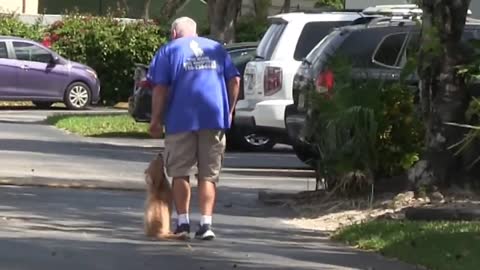 Training of Dogs Beautiful and tricky way