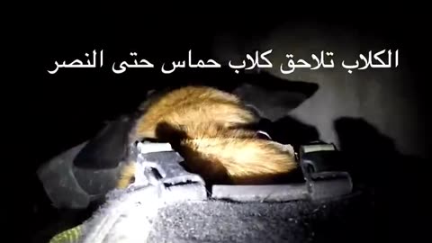 Sherlock 'Bones'! IDF Video Shows The 'Very Goodest Dogs' Rooting Out Terrorists In Hamas Tunnels
