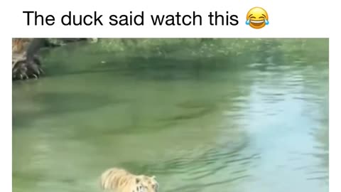 Tiger is left confused