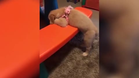 Dog Falls Asleep on Bench With Half Their Body Hanging Out