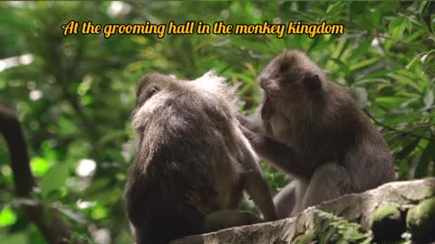 Grooming time in the monkey kingdom