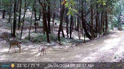 Newborn Bambi with the Zoomies - take 3