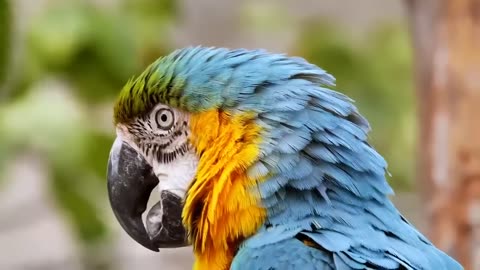 Colorful Bird Parrot