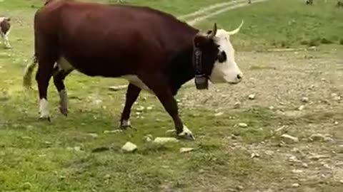 #Beautiful view of cows over the mountains #cute animals #nature