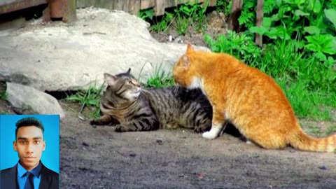 Two Cats Are Fight out side when angry