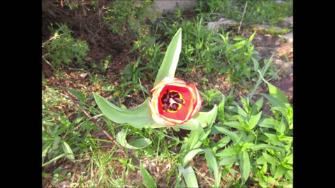 On Fire With Love Red Tulip May 2022