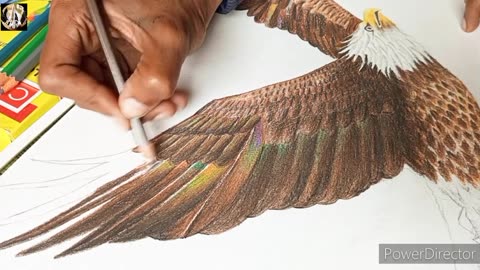 How to draw realistic eagle_ eagle drawing from beginners to advanced_ eagle drawing tutorial
