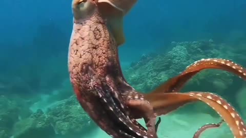 Octopuses stay along the ocean’s floor
