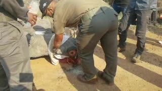 Rangers at Kruger National Park remove a rhino horn