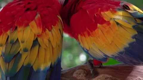 Beautifull Parrots Couple
