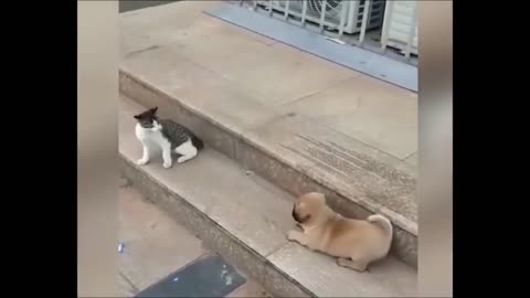 Dog and cat funny